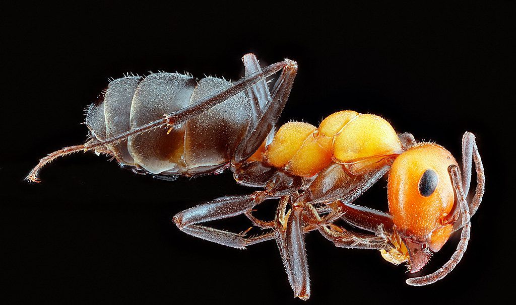 Ant Control service in Blaine, MN