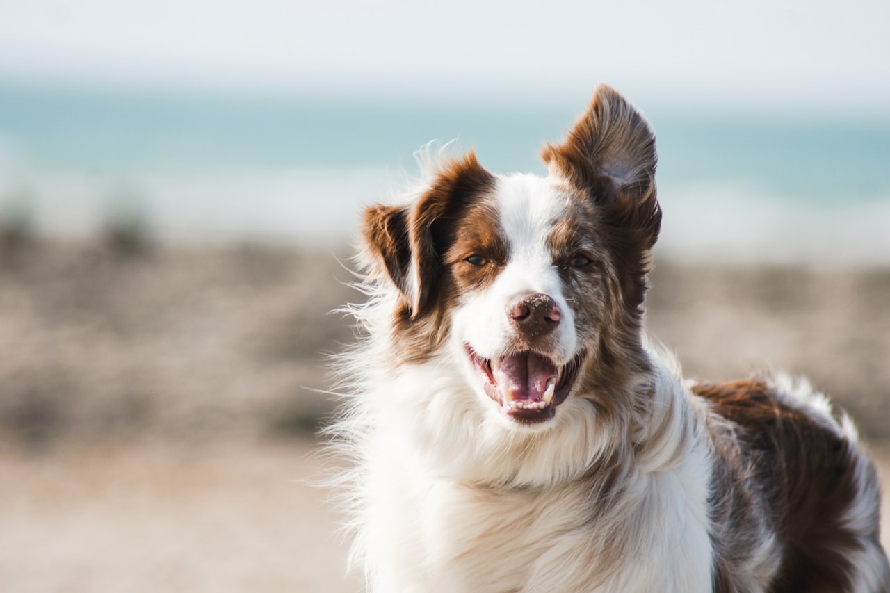 Flea & Tick Control service in Blaine, MN