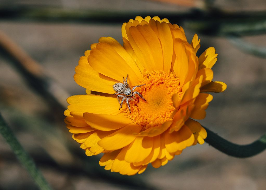 Spider Control service in Blaine, MN